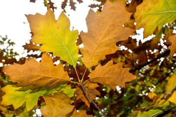 Beautiful autumn red and yellow leaves create an amazing picture. Nature creates incredibly vivid images that you admire and wonderful impressions remain in your memory.