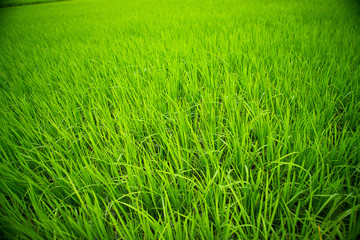 green field of grass