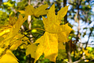 Autumn leaves turned yellow on a tree	