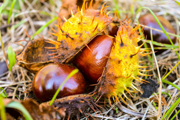 The fruits of the chestnut tree ripened and fell to the ground in the autumn city park. Brown fruits and yellow-green peel among yellow and dry leaves create a stunning autumn picture.