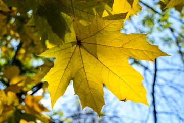Autumn leaves turned yellow on a tree