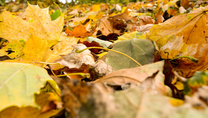 Beautiful yellow and red leaves showered from the trees in the autumn park. Beautiful colorful background on the ground in autumn under the trees.