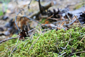 Green moss in the forest