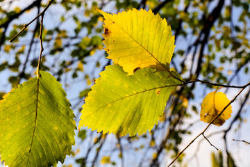 Autumn leaves turned yellow on a tree