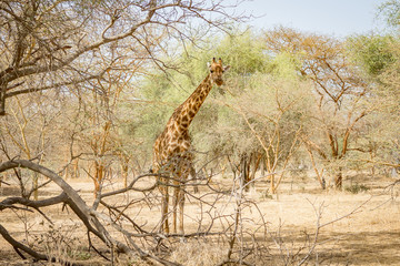 Obraz premium Giraffen safari wildlife 1