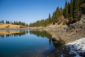 pine trees on the bank of the lake
