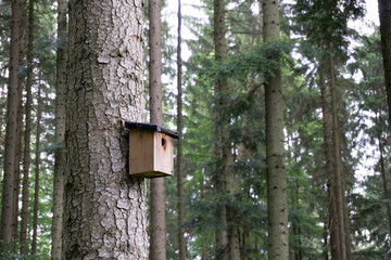 Vogelhaus mitten im Wald auf einem Baum