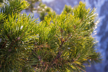 pine tree's branch