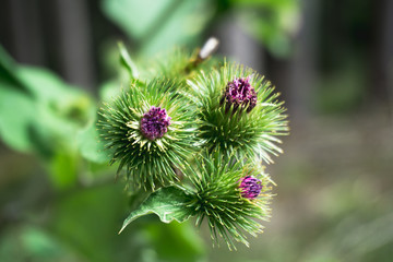 Frische Distel mit stacheln und Lila Blüte