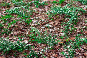 Decorative decoration flower beds natural pine bark. Ideas for flowerbed design. Flowerbed Mulching with natural brown pine bark mulch. The use of natural materials in the design.