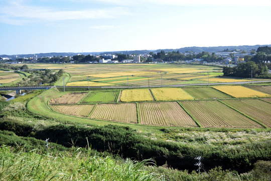 Patchwork Fields Of Sendai Plain.Miyagi,Tohoku,Japan.