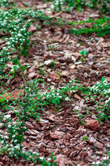 Mulching flower beds with natural pine bark portrait photo. Flowerbed design. Flowerbed Mulching with natural brown pine bark mulch. The use of natural materials in the design.