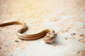 A small snake on the cement floor