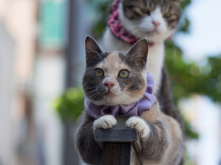 猫日和