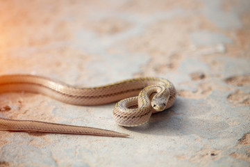 A small snake on the cement floor