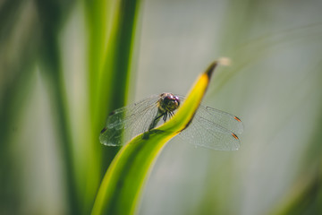 dragonfly on leaf
