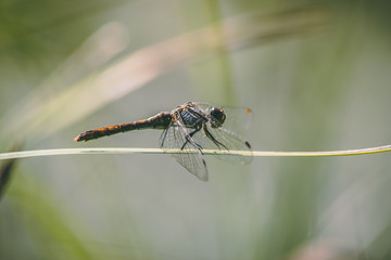 dragonfly on leaf