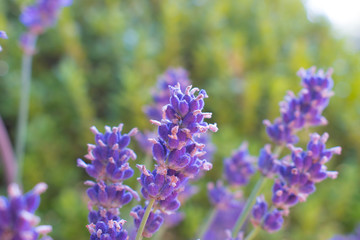 Obraz premium Lavender flowers on blurred background