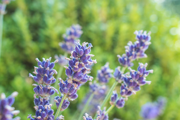 Lavender flowers on blurred background