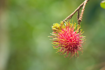 Rambutan