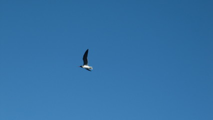 seagull flying in the sky