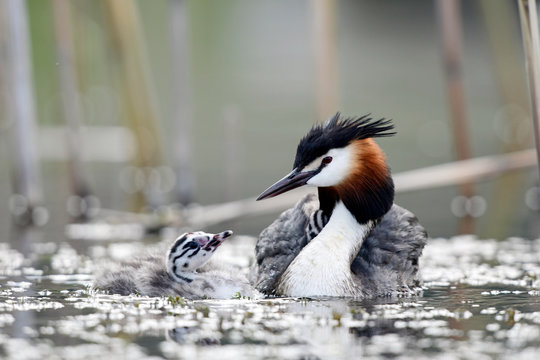 Haubentaucher (Podiceps cristatus) mit Jungtieren - Great crested grebe