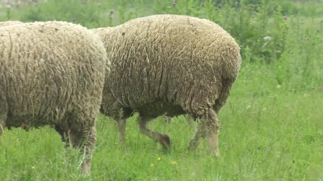 Merinos Sheep Outdor Grass