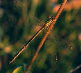 Dragonfly