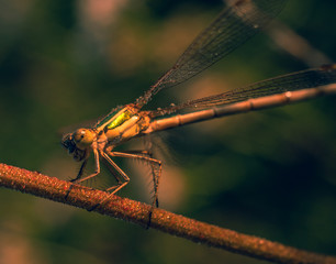 Dragonfly