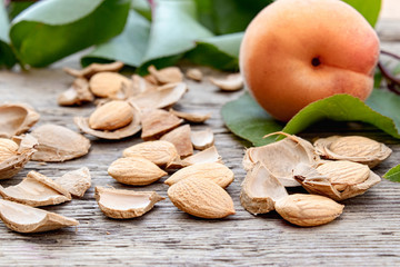 Apricots near pits and apricot pits on the background of old boards. Apricot pits for the manufacture of tablets and drugs.