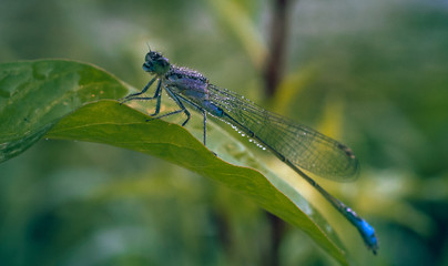 Dragonfly