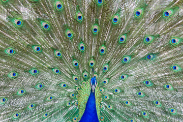 Fototapeta premium Stunning peacock with open wings showing all its blue eyes over green plumage.