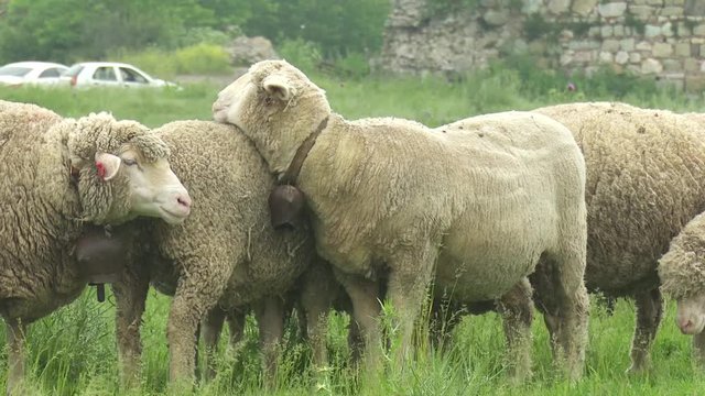 Merinos Sheep Outdor Grass