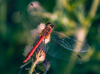 Dragonfly