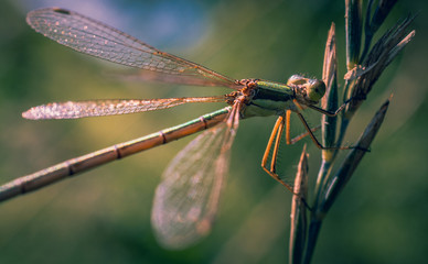 Dragonfly