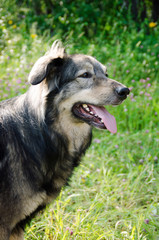 Portrait of a shaggy dog in nature