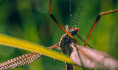 Insect