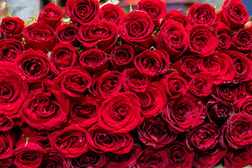 Natural background of red roses with water droplets on the buds