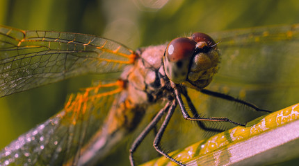 Dragonfly