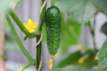 Ð¡ucumber on a plant growing in open ground in the rain..Cold rainy weather, vegetables having not enough heat and sun to grow.