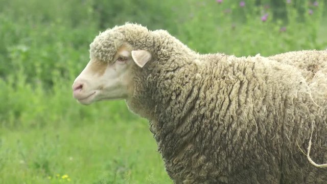 Merinos Sheep Outdor Grass