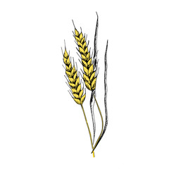 Wheat sketch. Hand drawn yellow spike of wheat. Sketch style vector illustration, isolated on white background.