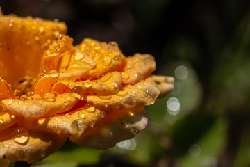 Yellow garden rose with drops from the rain to the skin of oskouie