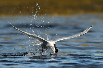 Arctic Tern Flying - 280747915
