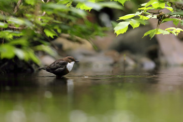 Dipper