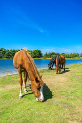 New Forest Ponies