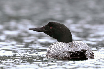 Great Northern Diver