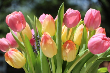 Tulip bouquet up close