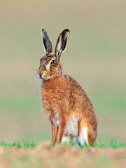 Brown Hare