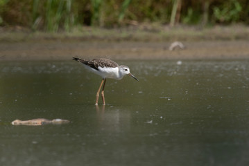 Black-winged Stilt (Himantopus himantopus)